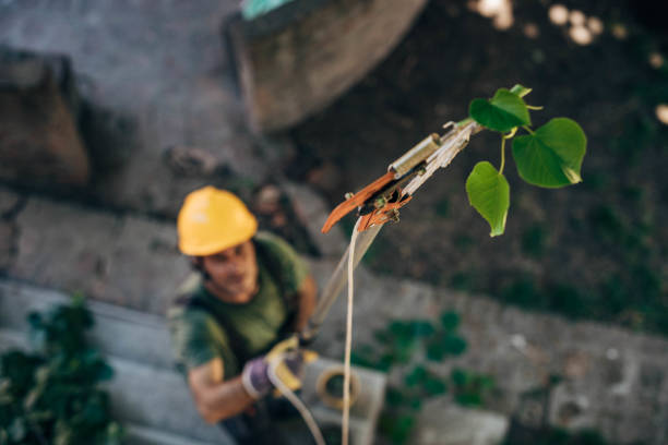 Best Tree Removal Contractors  in USA